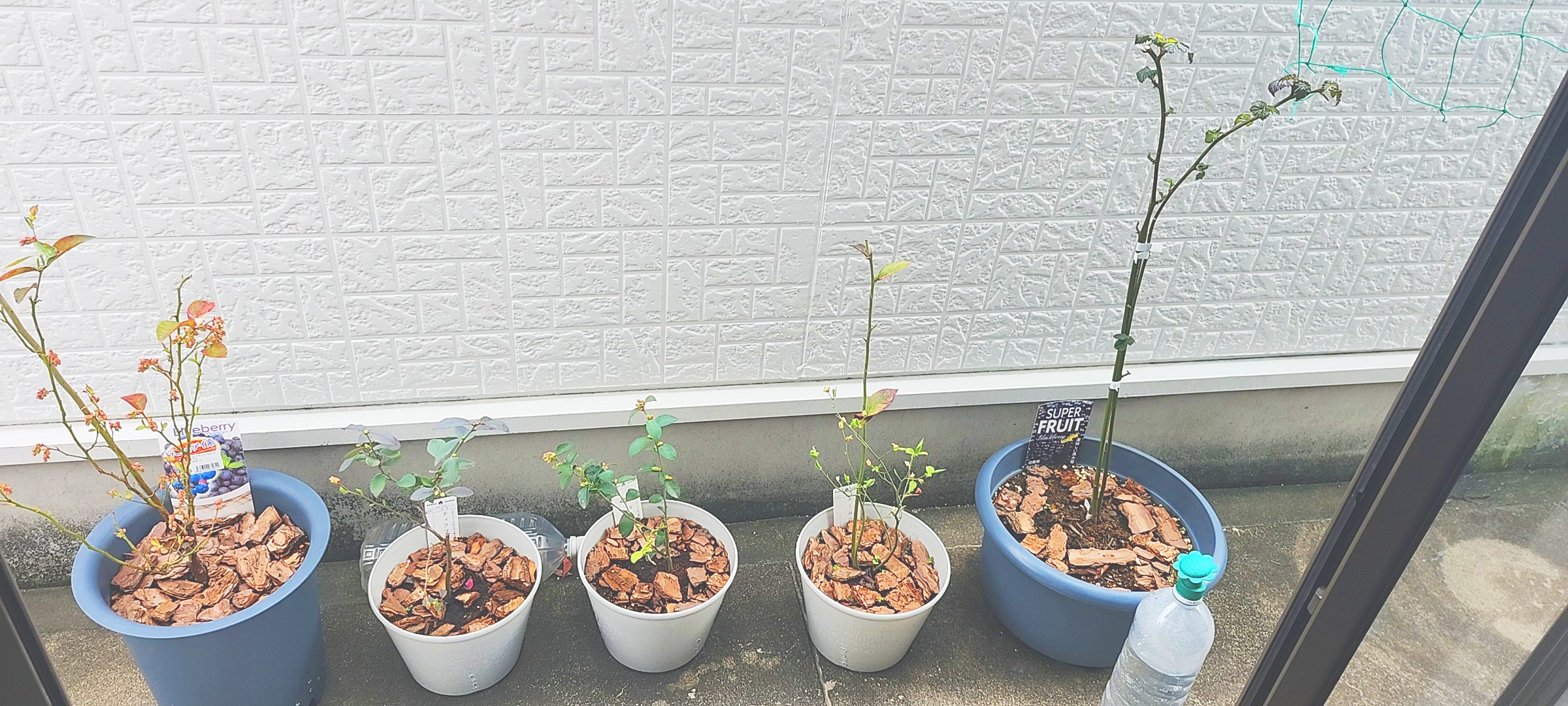 ブルーベリーブラックベリー