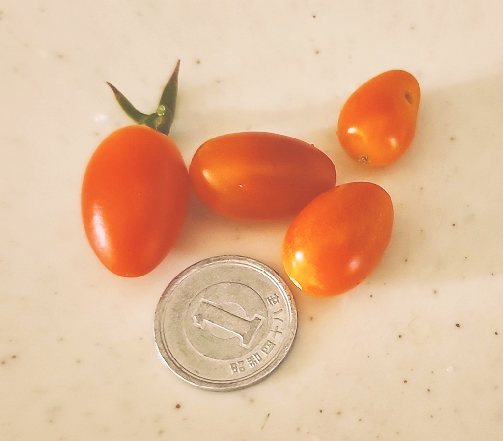1円玉ぐらいのトマト