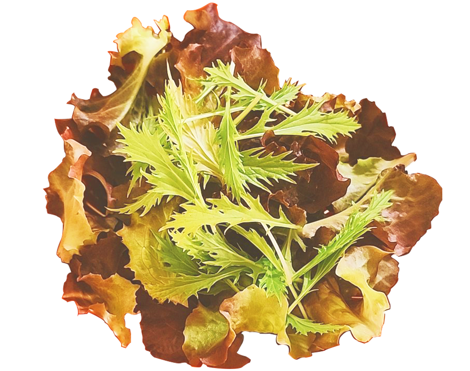 サニーレタスと水菜