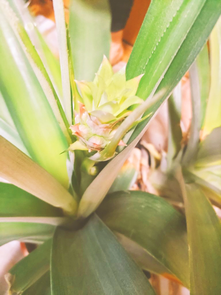 パイナップルの蕾