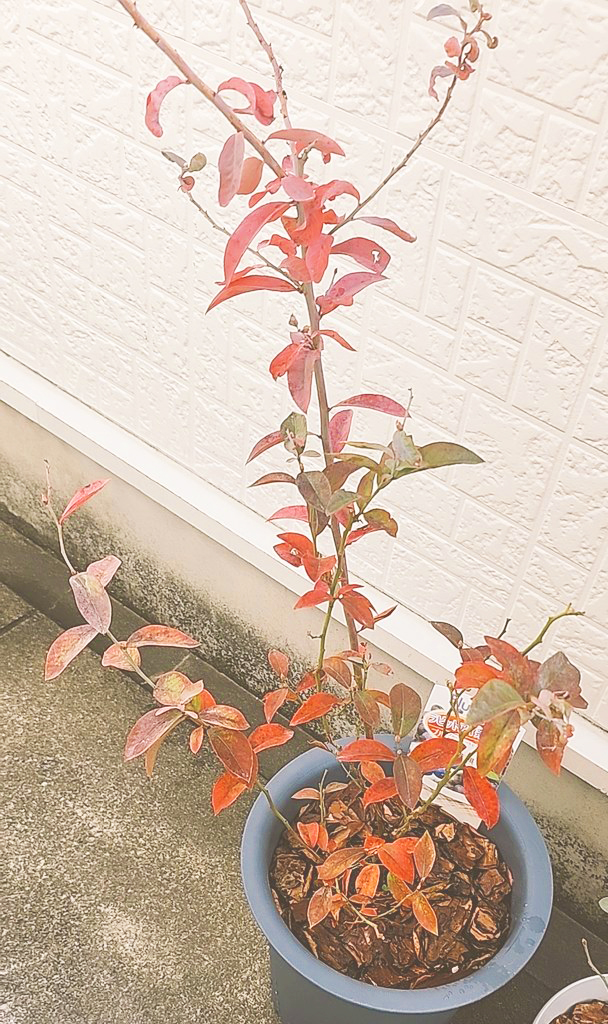 紅葉するブルーベリー