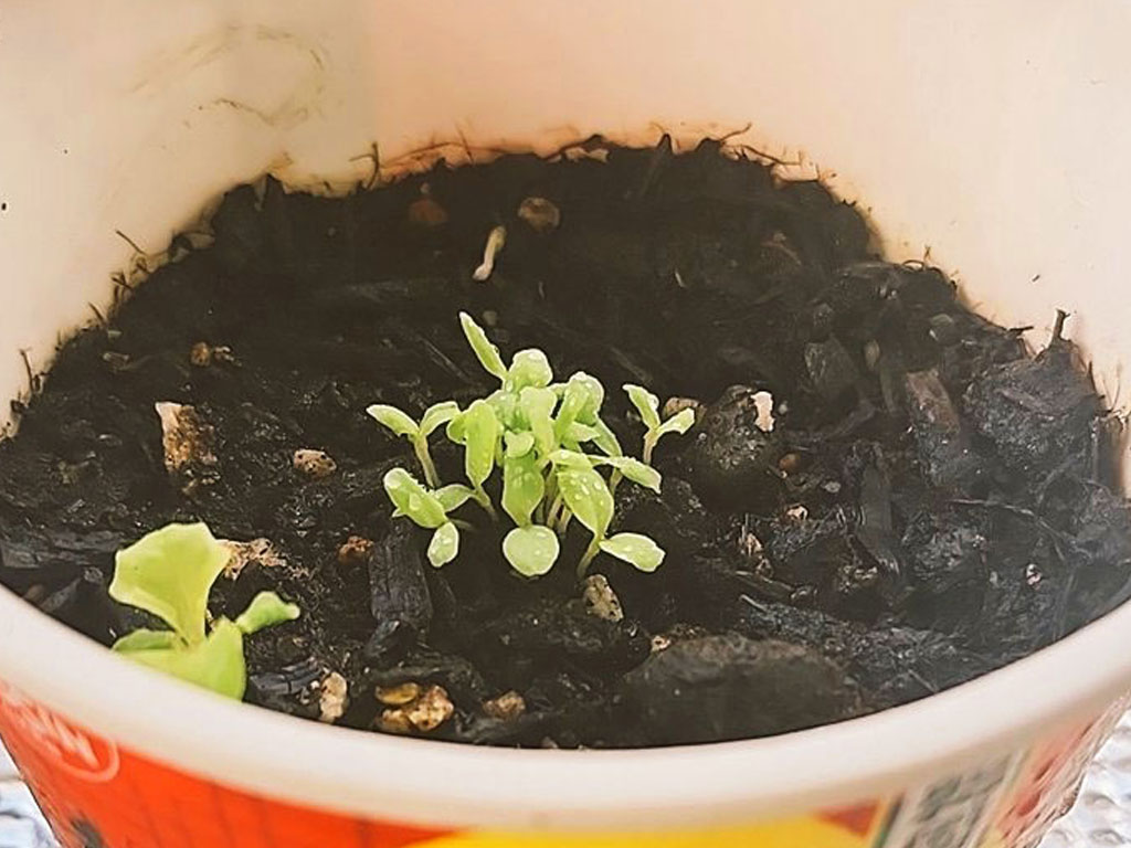 発芽したサニーレタス