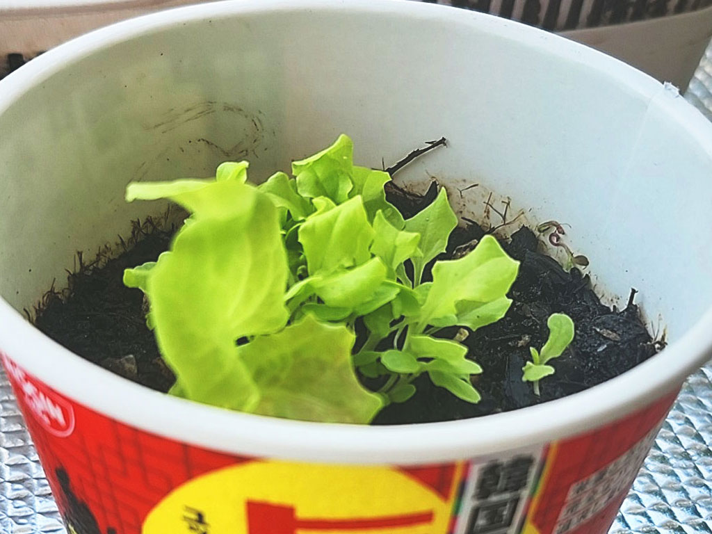 発芽してしばらくしたサニーレタス
