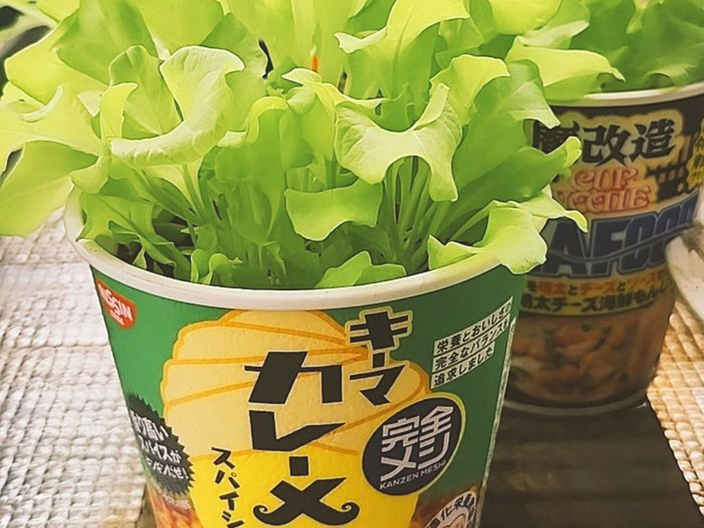 食べごろのサニーレタス