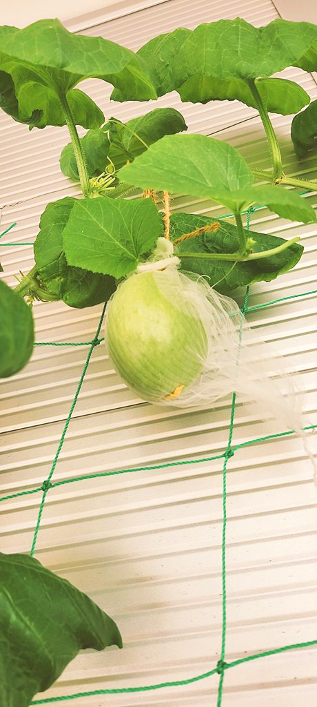 栽培途中のメロン