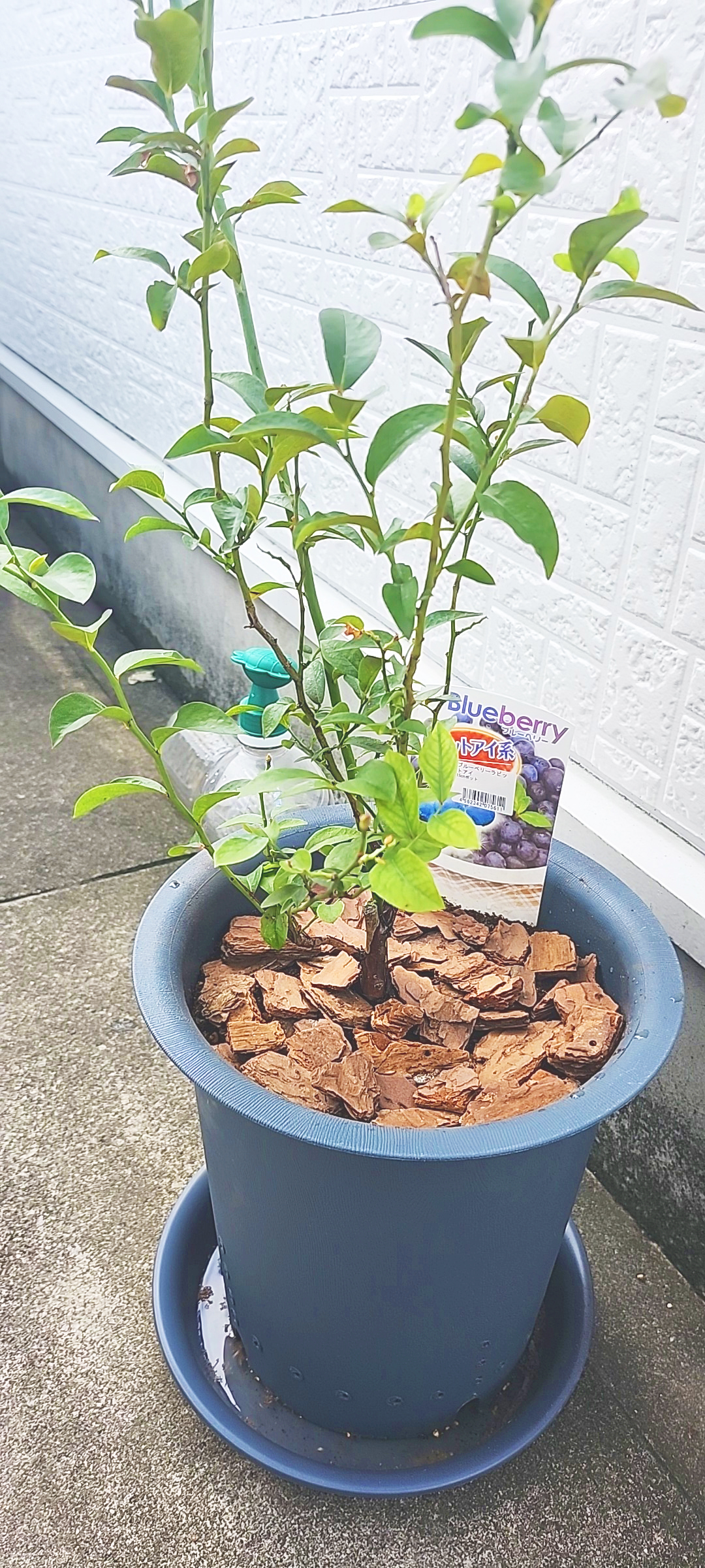 ブルーベリーの樹